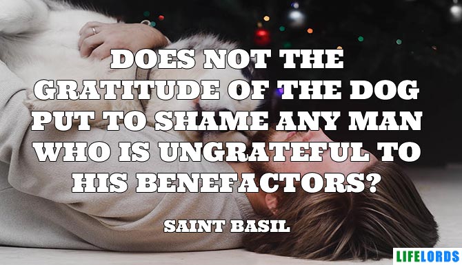 Gratitude of Dog Quote By Saint Basil